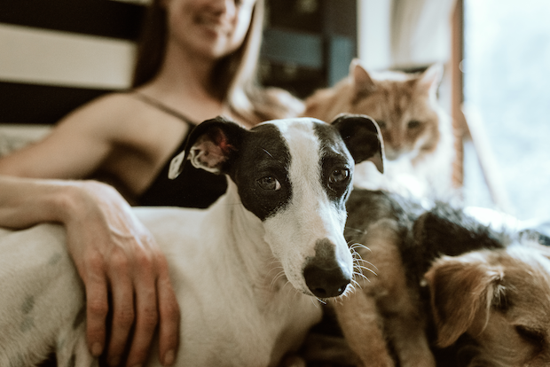 Woman with two dogs and a cat